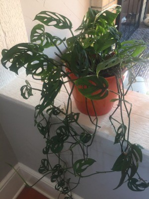 What Is This Houseplant? - philodendron