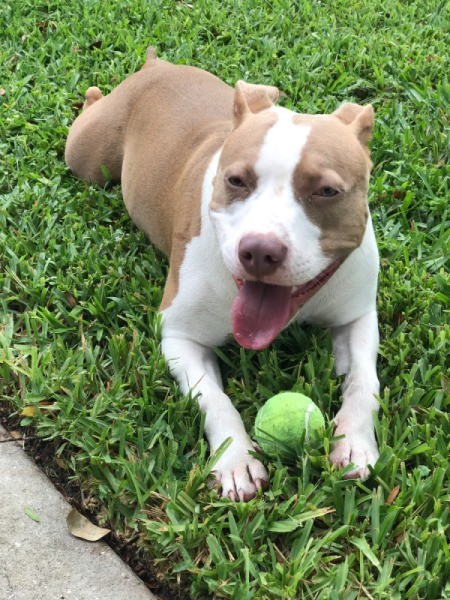 Is My Pit Bull Full Blooded? - tan and white dog with a tennis ball