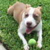 Is My Pit Bull Full Blooded? - tan and white dog with a tennis ball