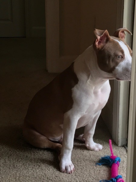 Is My Pit Bull Full Blooded?