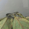 What Kind of Snake Is This? - speckled snake on a branch