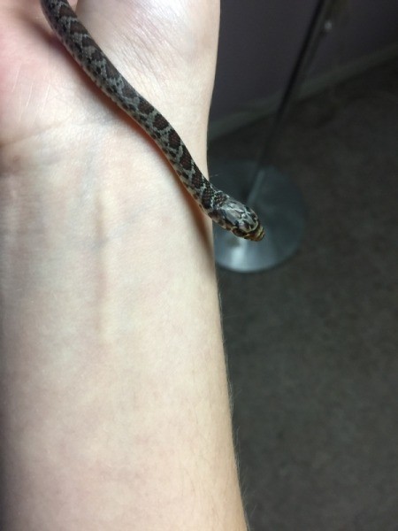 What Kind of Snake Is This? - closer up