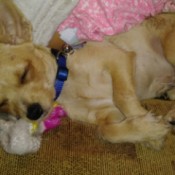 Is My Chihuahua Pure Bred?