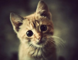 A cute kitten tilting it's head.