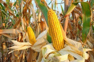 Corn growing in a field.