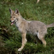 A coyote standing in a field.