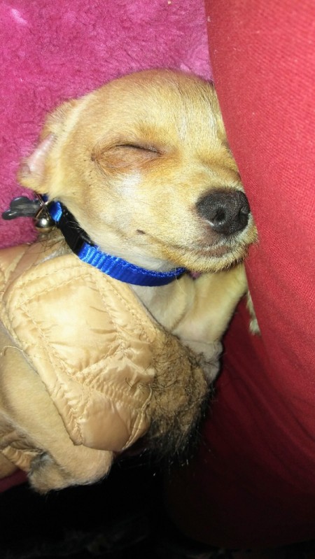 Papi (Chihuahua) - sleeping dog