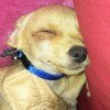 Papi (Chihuahua) - sleeping dog