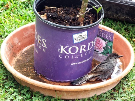 Bathing Catbird - bird in bird bath