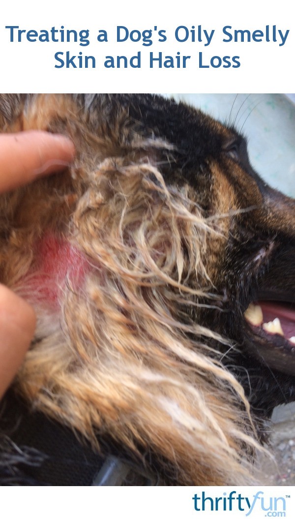 Treating a Dog's Oily Smelly Skin and Hair Loss ThriftyFun