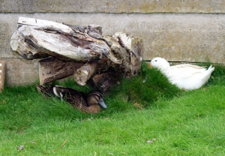 Paddlesocks and Rosie (Aylesbury Ducks) - brown duck and white duck near stump