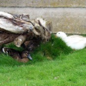 Paddlesocks and Rosie (Aylesbury Ducks) - brown duck and white duck near stump