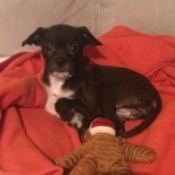 What Breed Is My Dog? - black and white dog