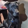 Is My Puppy a Full Blooded Pit Bull?  - black dog