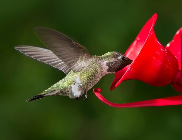 hummingbird recipe