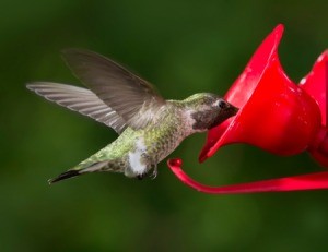 Hummingbird at a feeder.