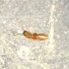 What Is This Bug? - long brown bug