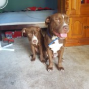 Are My Dogs Pure Bred Pit Bulls?