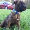 What Breed Is My Dog? - brindle puppy