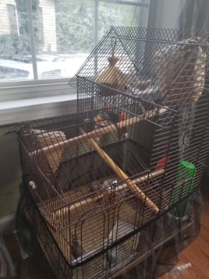 Breeding Zebra Finches - large cage with nests