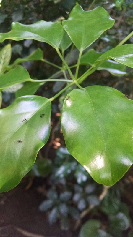 Umbrella Tree (Schefflera actinophylla) - leaves