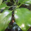 Umbrella Tree (Schefflera actinophylla) - leaves