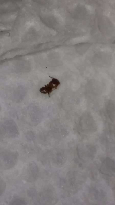 Identifying And Getting Rid Of Bugs On Kitchen Countertops M6 