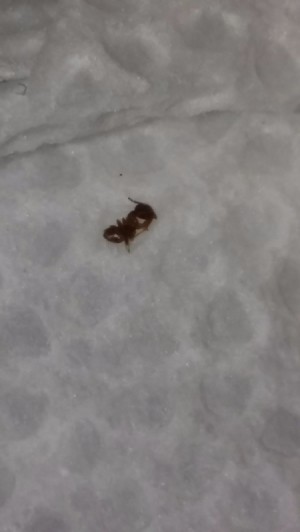 Identifying and Getting Rid of Bugs on Kitchen Countertops