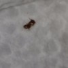 Identifying and Getting Rid of Bugs on Kitchen Countertops