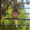 Hanging Extra Rods to Interact with Birds - bird on a rod outside the window