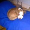 Is My Dog a Full Blooded Pit Bull? - brown and white puppy
