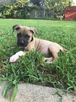 Is My Pit Bull Full Blooded? - tan dog with dark muzzle