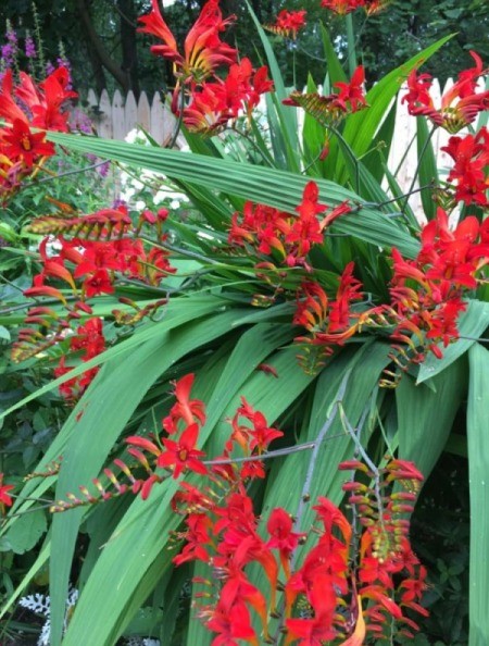 What Is This Garden Plant? - red crocosmia flowers