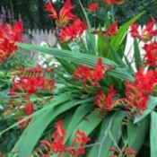 What Is This Garden Plant? - red  crocosmia flowers