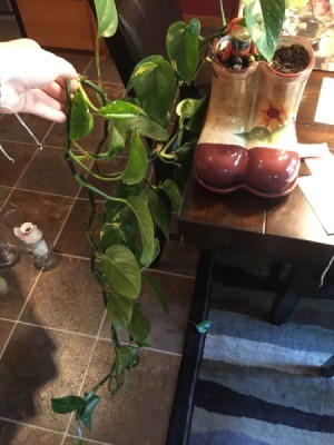 What Is This House Plant?