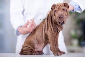 Why Vaccinate Your Pets? - dog getting a shot at the vet's office