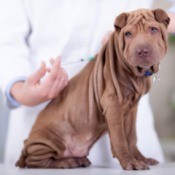 Why Vaccinate Your Pets? - dog getting a shot at the vet's office