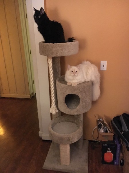 Introducing New Kitten to Resident Cats - cats on cat tree