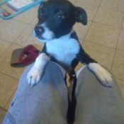 What Breed Is My Dog? - black and white puppy