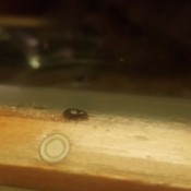 Getting Rid of Black Flying Insects - black bug