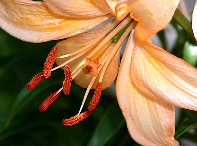 Peach colored Lily