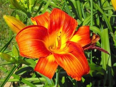 Burnt orange and yellow Lily