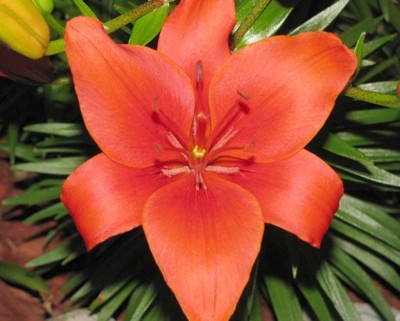 Closeup of a red orange lily