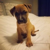 Is My Dog a Full Blood Pit? - brown puppy with a dark muzzle