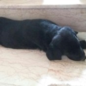 What Breed Is My Dog?