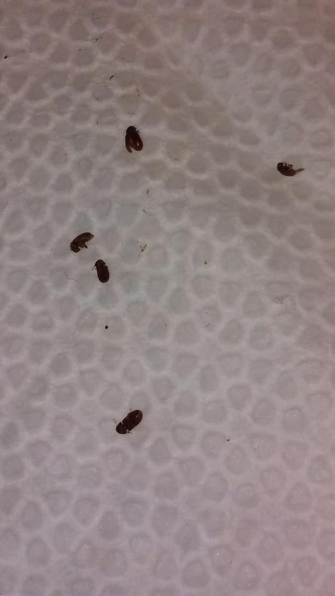 Tiny Hard Shelled Bugs On Kitchen Countertops ThriftyFun   20170720 145215 X 