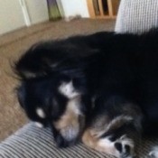 What Breed Is My Dog?