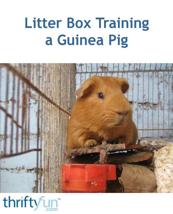 Litter Box Training a Guinea Pig ThriftyFun