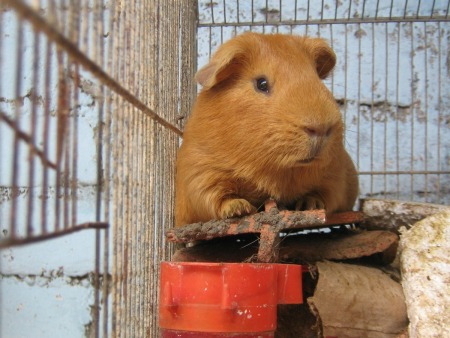 A guinea pig in its cage.