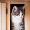 A cat in a wood cabinet.